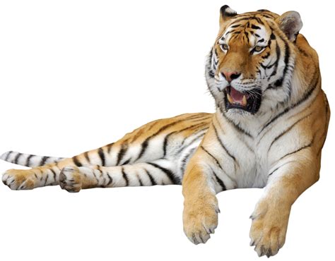 Tiger Clip Art Tiger Png Png Download 1200938 Free Transparent