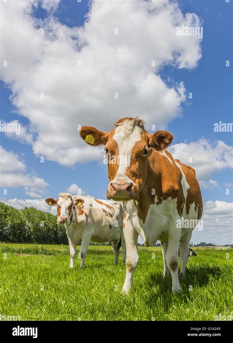 Brown And White Cows In Green Meadow Stock Photo Alamy