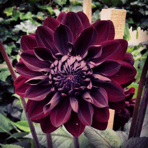 Dark Purple Dahlia Flickr Photo Sharing