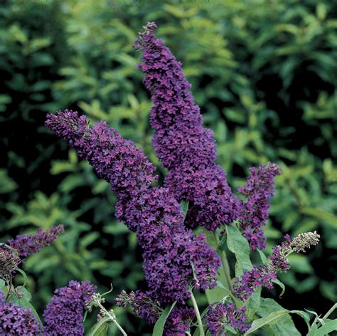 Check spelling or type a new query. English Butterfly™ Purple Emperor™ - Butterfly Bush ...