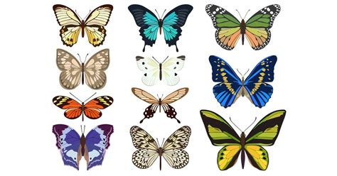 Types Of Butterfly Learn About Nature