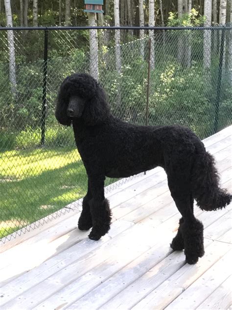 Oct 14, 2020 · toy and mini poodles. Shaved Abbey - Poodle Forum - Standard Poodle, Toy Poodle ...