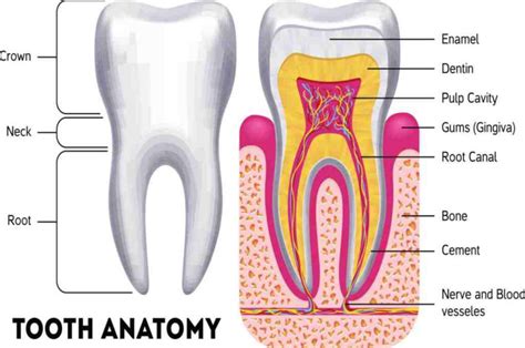 Anatomi Gigi Struktur Fungsi Jenis Perawatan Dll Doktersehat