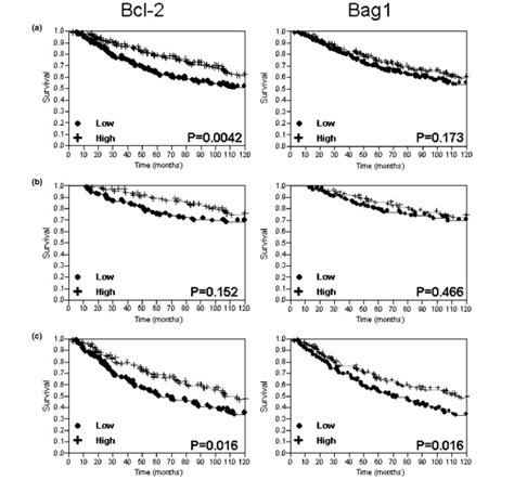 Kaplanmeier Survival Curves For Bcl 2 And Bcl 2 Antanogene 1