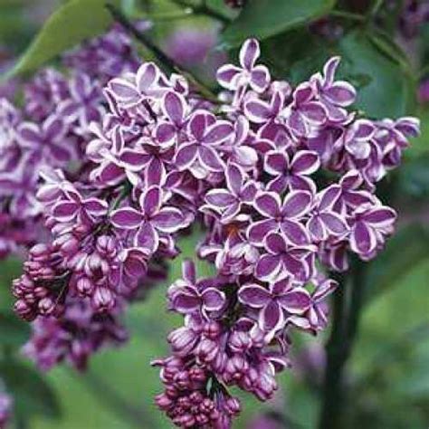 Buy Syringa Vulgaris Sensation Lilac Plants Galore Online