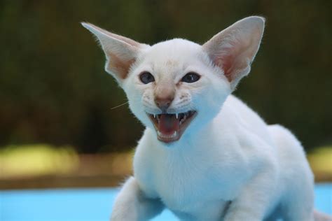 Free Images Animal Pet Fur Kitten Thoroughbred Whiskers