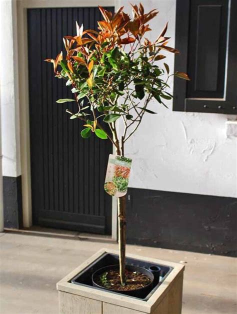 Glansmispel Op Stam Photinia Fraseri Red Robin Kopen Tuincentrumnl