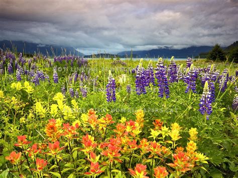 Field Lupine Flowers Wallpapers Wallpaper Cave