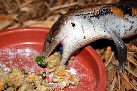 Basic Care Blue Tongue Skinks Arizona Exotics Lizards Resources