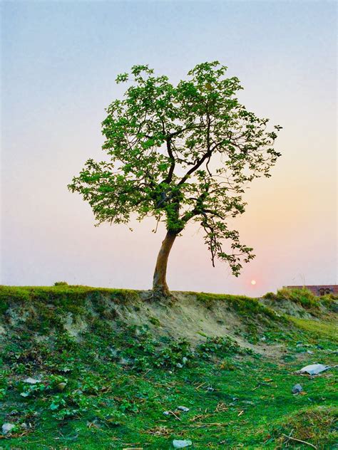 Photography Of Tree · Free Stock Photo