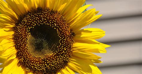 How To Grow The Perfect Sunflowers