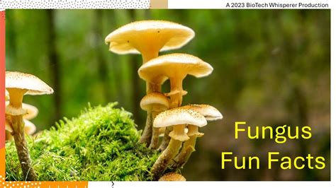 Fungi Fun Facts Explained In 6 Minutes Youtube