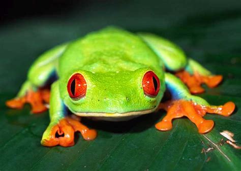 I stared this dude down with my red eyes in the middle of the goddamn woods and he still didn't take the sign! i always had very vivid nightmares as a kid to the point it turned me completely paranoid, and deprived me from sleep. Red-Eyed Tree Frogs - Costa Rica