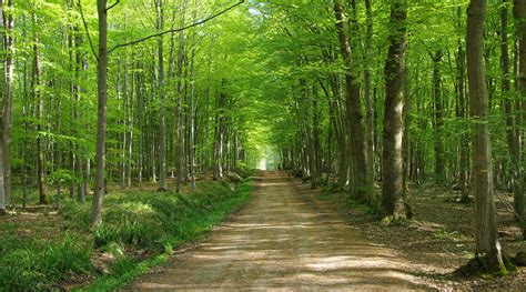 Most Beautiful Woodland Walks In France Top Walking Holiday