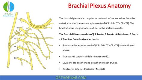 Brachial Plexus Anatomy Easy Explained Orthofixar Axillary My Xxx Hot