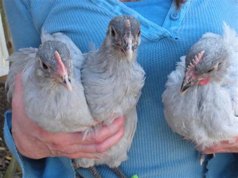 Goliath our pure evil lavender orpington rooster. 8 week Lavender Orpingtons..Need help sexing | BackYard ...