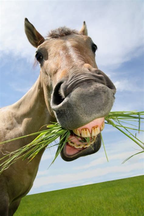 Horse Pulling Funny Face Stock Photos Free And Royalty Free Stock