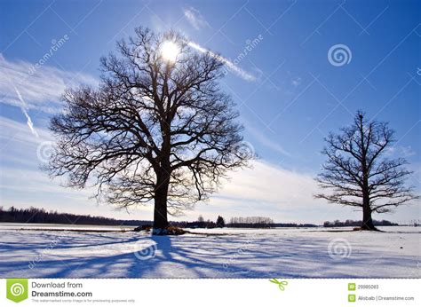 Two Oak Tree On Snow Field In Winter Stock Image Image