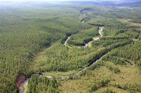 Tunguska Forest Photograph By Ria Novosti