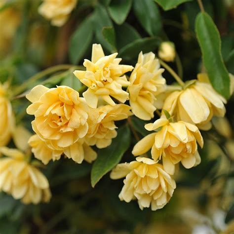 Rosa Banksiae Lutea Banksian Rose Rambler Deep Yellow Flowers