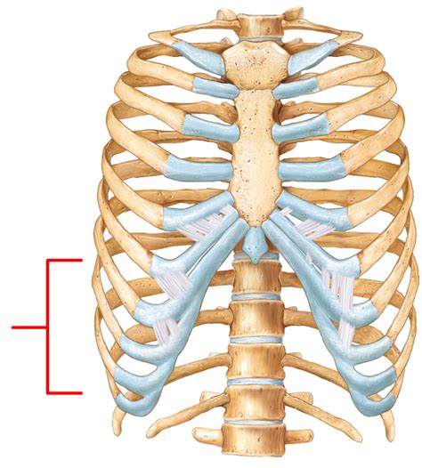 Your rib cage plays an important role in respiration. AP 223 Chapter 7 Review question at University of Nevada-Las Vegas - StudyBlue