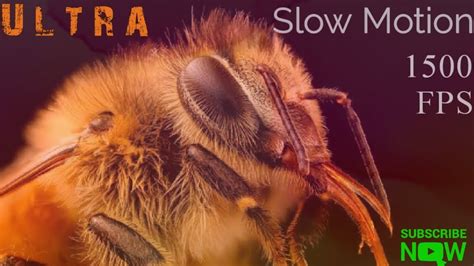 Bees In Slow Motion Hd Video Ultra Slow Motion 1500 Fps Video Of Bee