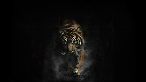 Pin By Anna Choi On Wildcats Tiger Wallpaper Tiger Pictures Tiger