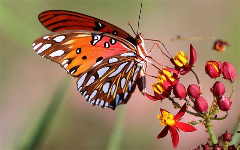 2048x1431 2048x1431 Butterfly Flower Insect Macro Wallpaper