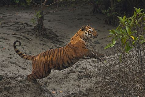 Decoding The Mysterious Mangrove Tigers Of The Sundarbans Worldatlas