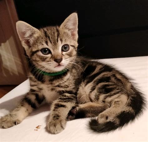 Tabby Kittens For Free 2 X Tabby Kittens For Sale Manchester