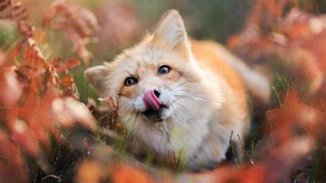 Die 65 Besten Süße Tiere Hintergrundbilder