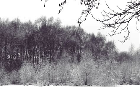 무료 이미지 경치 자연 숲 잔디 분기 눈 감기 겨울 검정색과 흰색 서리 자작 나무 날씨 단색화 시즌