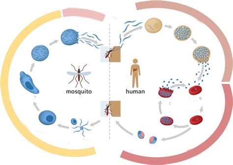 Mers Life Cycle