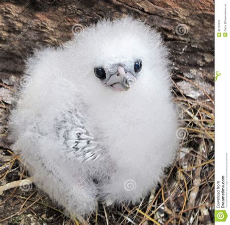 Fluffy Chick Stock Image Image Of Beak Close Chick