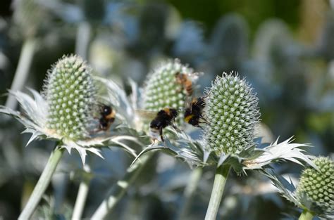 Flowers clustered into clumps of one species will attract more pollinators than individual plants scattered through the habitat patch. HOW TO ATTRACT BUMBLE BEES TO THE SUBURBAN GARDEN |The ...