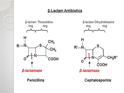 Cephalosporins And Other β Lactam Antibiotics