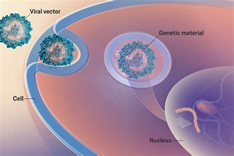 Viral Vectors For Gene Therapy Science Based Medicine