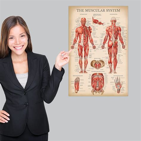Muscular System Chart Human Anatomy 1903 Vintage Edwa