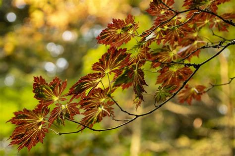 Japanese Maple Leaves Free Photo On Pixabay