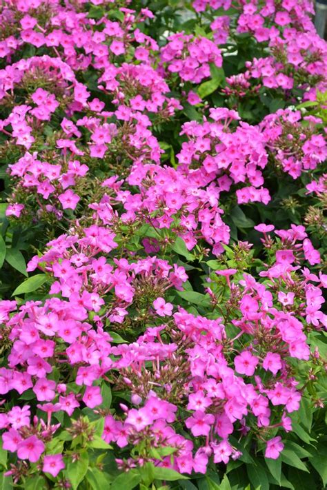 Phlox Paniculata Bartwelve Phlox Flame Pink From Plantworks Nursery