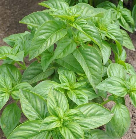 Check out our basil leaf selection for the very best in unique or custom, handmade pieces from our seeds shops. We have curly leaf parsley, large leaf Italian basil and ...