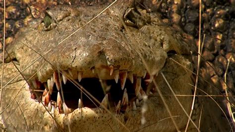 Crocodile Lying In Wait Ready To Attack Deadly 60 Earth