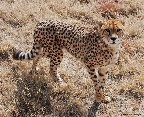 Cheetah Reintroduction Plan for India - The Tiniest Tiger