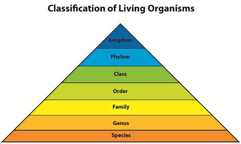 Best Images Of Classification Of Living Organisms Worksheet Riset