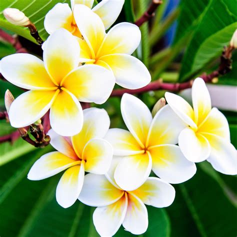 Plumeria Plant Select Yellow And Whites Fragrant Potted Plant Easy