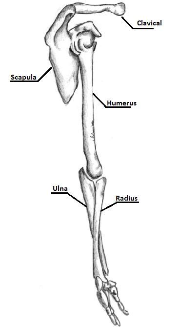 Illustration Of The Bony Anatomy Of The Upper Extremity Download