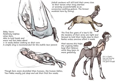 Centaur Biology Early Development Mythical Creatures Art Centaur Creature Concept Art
