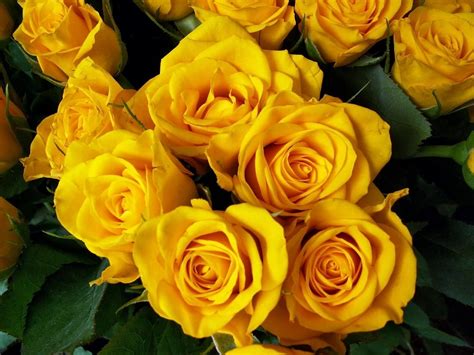Rosas Amarillas Imágenes Y Fotos
