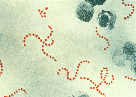 Streptococcus Or Strep Bacteria Infection And Disease Hubpages