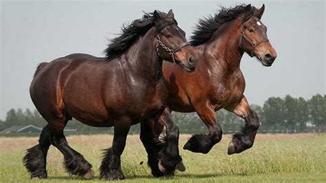 draft horse breeds  definitions horsetv
